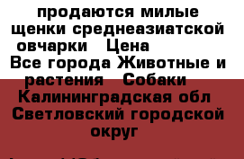 продаются милые щенки среднеазиатской овчарки › Цена ­ 30 000 - Все города Животные и растения » Собаки   . Калининградская обл.,Светловский городской округ 